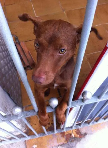 Cachorro ra a Vira-lata idade 7 a 11 meses nome Max