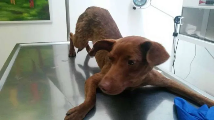 Cachorro ra a Vira-lata idade 7 a 11 meses nome Max