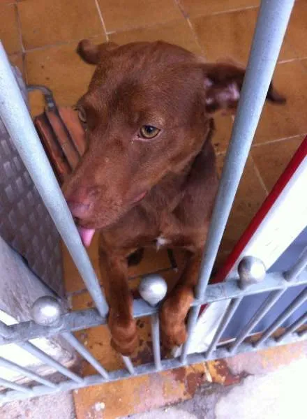 Cachorro ra a Vira-lata idade 7 a 11 meses nome Max
