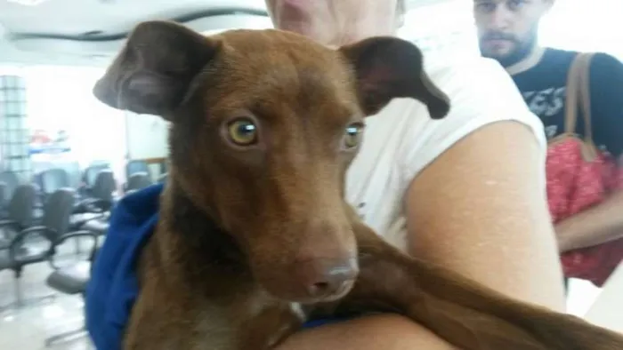 Cachorro ra a Vira-lata idade 7 a 11 meses nome Max