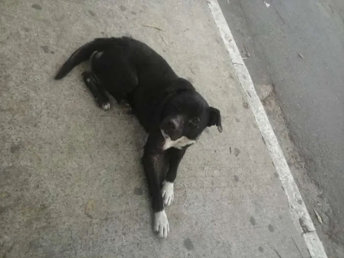 Cachorro ra a Pit-Bull idade 1 ano nome Pitti Bull*Zona Norte