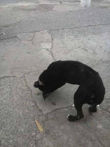 Cachorro ra a Pit-Bull idade 1 ano nome Pitti Bull*Zona Norte