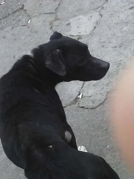 Cachorro ra a Pit-Bull idade 1 ano nome Pitti Bull*Zona Norte