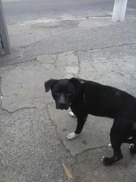 Cachorro ra a Pit-Bull idade 1 ano nome Pitti Bull*Zona Norte