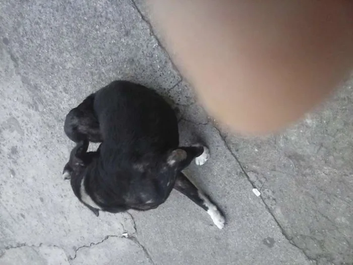 Cachorro ra a Pit-Bull idade 1 ano nome Pitti Bull*Zona Norte