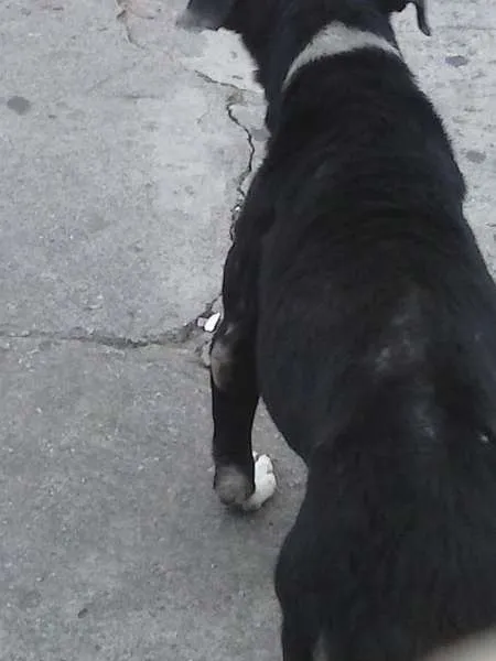 Cachorro ra a Pit-Bull idade 1 ano nome Pitti Bull*Zona Norte