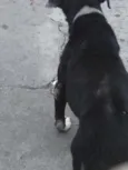 Pitti Bull*Zona Norte