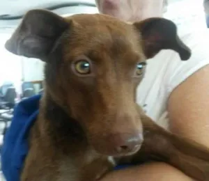 Cachorro raça Vira-lata idade 7 a 11 meses nome Max