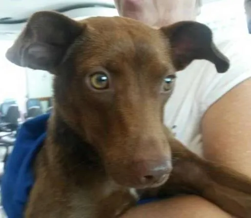 Cachorro ra a Vira-lata idade 7 a 11 meses nome Max