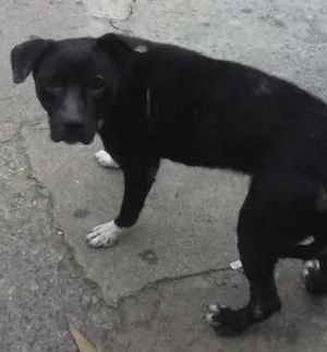Cachorro raça Pit-Bull idade 1 ano nome Pitti Bull*Zona Norte