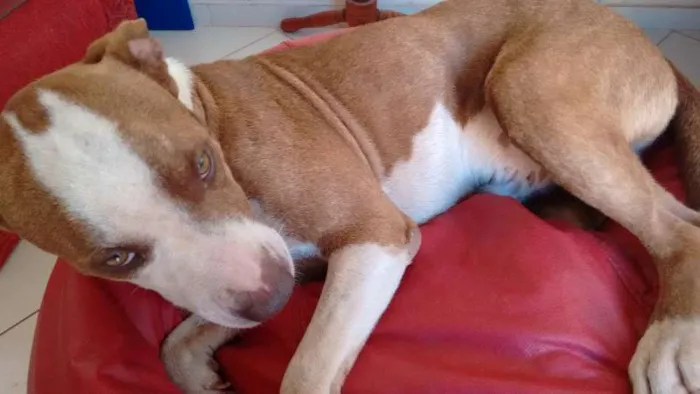 Cachorro ra a Pit-Bull idade 3 anos nome Lugano