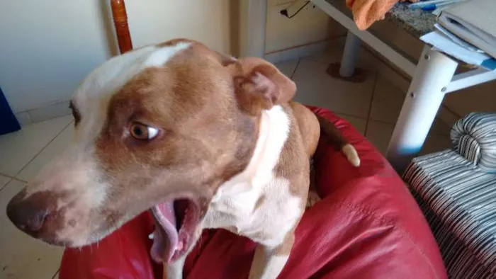 Cachorro ra a Pit-Bull idade 3 anos nome Lugano