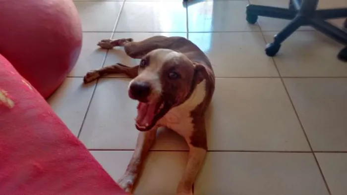 Cachorro ra a Pit-Bull idade 3 anos nome Lugano