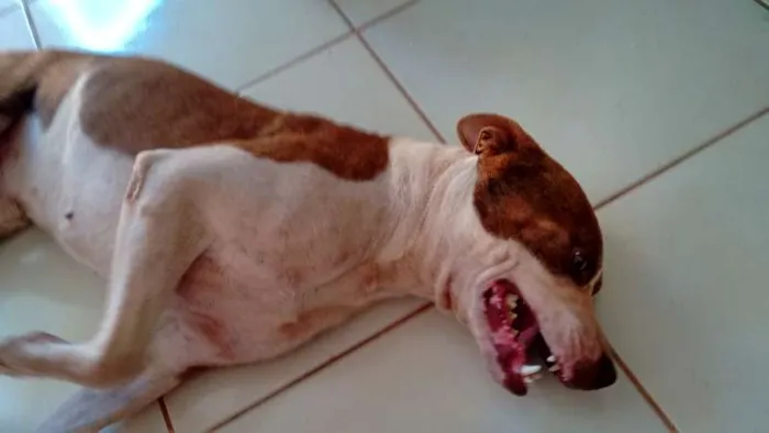 Cachorro ra a Pit-Bull idade 3 anos nome Lugano