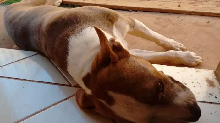 Cachorro ra a Pit-Bull idade 3 anos nome Lugano