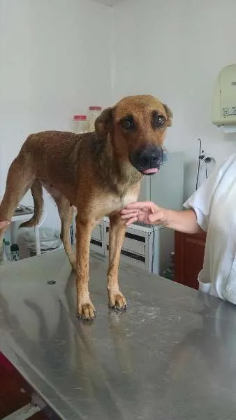 Cachorro raça SRD idade 3 anos nome LILIKA