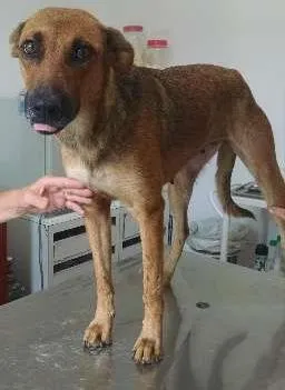 Cachorro raça SRD idade 3 anos nome LILIKA