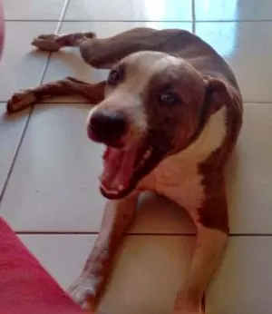 Cachorro raça Pit-Bull idade 3 anos nome Lugano