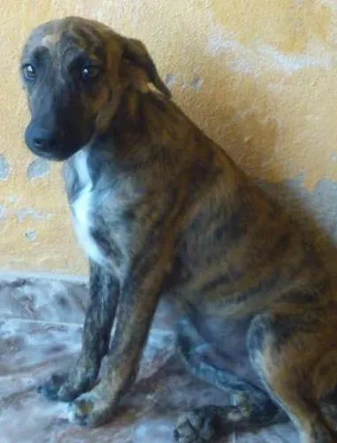 Cachorro raça SRD idade 2 a 6 meses nome tuco