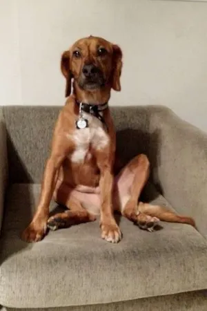 Cachorro raça MESTIÇO idade 2 anos nome TIMBURR