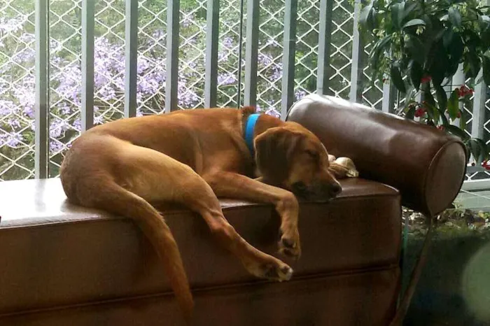 Cachorro raça MESTIÇO idade 2 anos nome TIMBURR