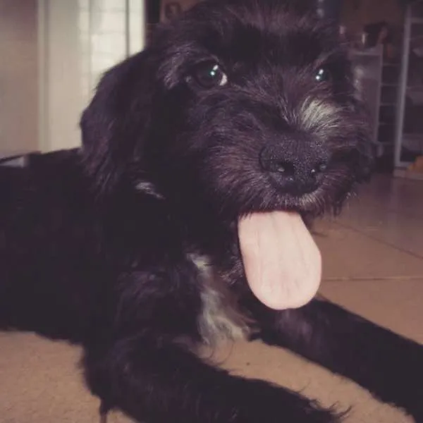 Cachorro ra a SRD idade 2 a 6 meses nome Bilú