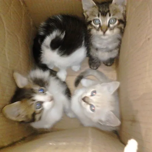Gato ra a srd idade Abaixo de 2 meses nome pequeninos