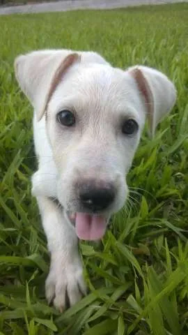 Cachorro ra a sem raça idade Abaixo de 2 meses nome sem nome