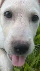 Cachorro raça sem raça idade Abaixo de 2 meses nome sem nome