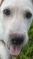 Cachorro ra a sem raça idade Abaixo de 2 meses nome sem nome