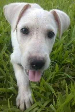 Cachorro ra a sem raça idade Abaixo de 2 meses nome sem nome