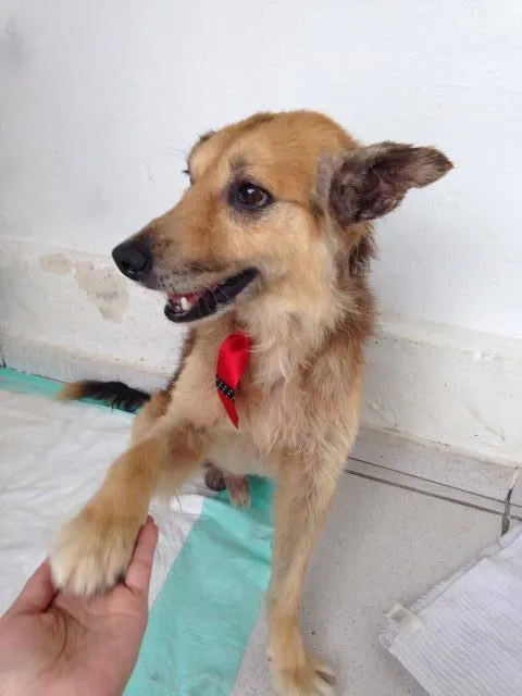 Cachorro ra a Vira lata  idade 6 ou mais anos nome Alfie