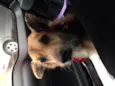 Alfie