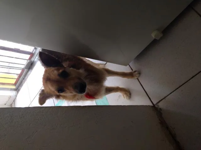Cachorro ra a Vira lata  idade 6 ou mais anos nome Alfie