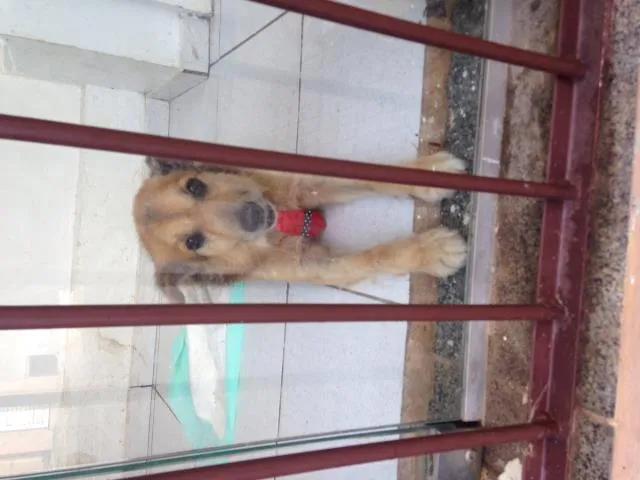 Cachorro ra a Vira lata  idade 6 ou mais anos nome Alfie