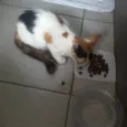 Gatinha