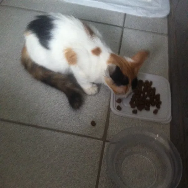 Gato ra a Srd idade 2 a 6 meses nome Gatinha