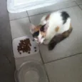 Gatinha