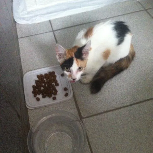 Gato ra a Srd idade 2 a 6 meses nome Gatinha
