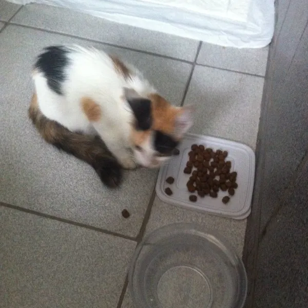 Gato ra a Srd idade 2 a 6 meses nome Gatinha