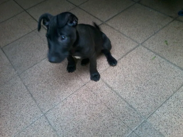Cachorro ra a SRD idade 2 a 6 meses nome Grego