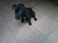 Grego
