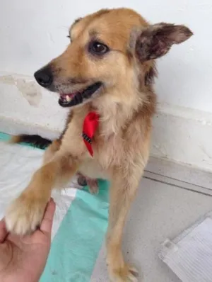 Cachorro raça Vira lata  idade 6 ou mais anos nome Alfie