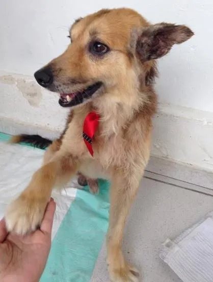 Cachorro ra a Vira lata  idade 6 ou mais anos nome Alfie