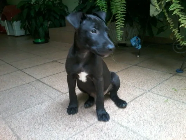 Cachorro ra a SRD idade 2 a 6 meses nome Grego