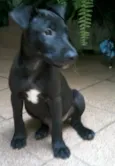 Grego
