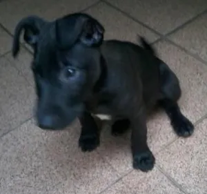 Cachorro raça SRD idade 2 a 6 meses nome Grego