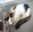 Gatinha