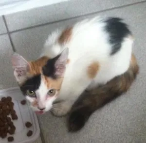 Gato raça Srd idade 2 a 6 meses nome Gatinha