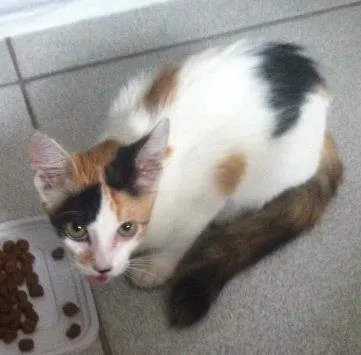 Gato ra a Srd idade 2 a 6 meses nome Gatinha